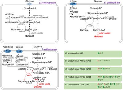 Harnessing lignocellulosic biomass for butanol production through clostridia for sustainable waste management: recent advances and perspectives